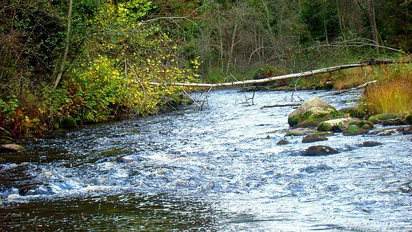 Изображение 1 : Октябрьские прогулки с "River Old "